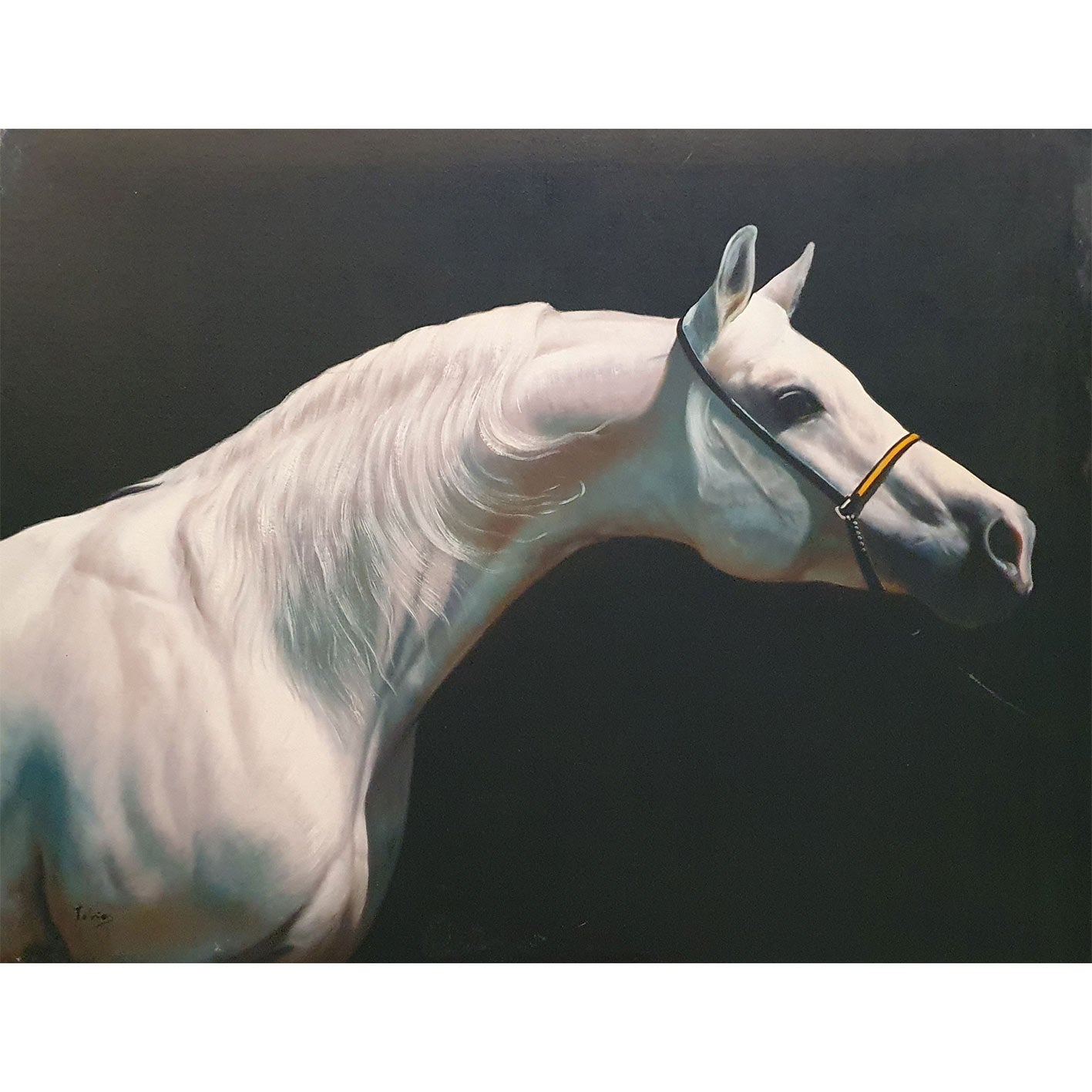 Cuadro Caballo Blanco 100x80 cm